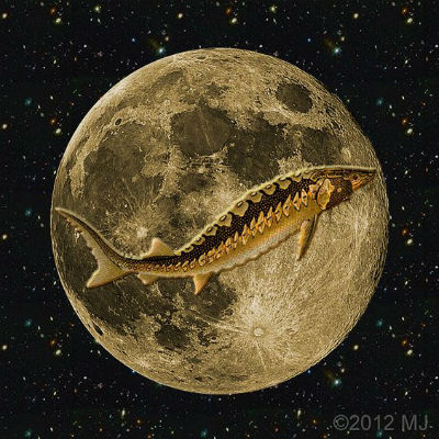 Full Sturgeon Moon