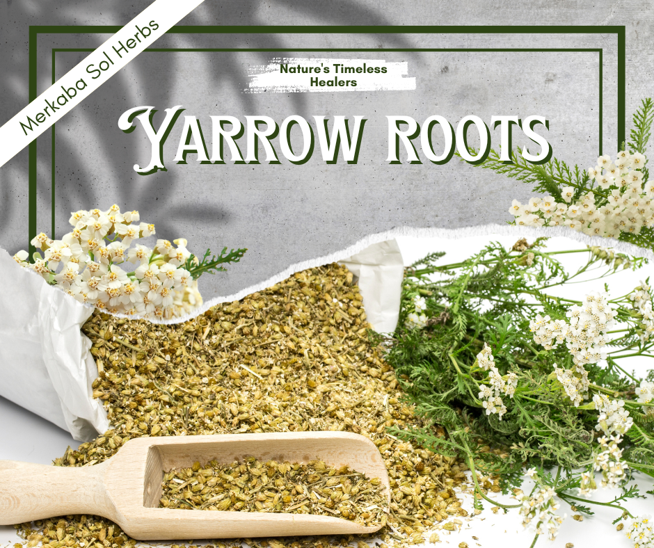 Welcome to the World of Yarrow Roots! 🌿✨