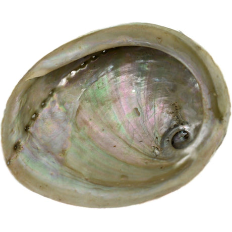 Abalone shell with iridescent interior.