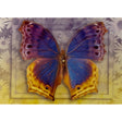 A large, vibrant purple and blue butterfly with yellow accents, set against a background of white flowers.