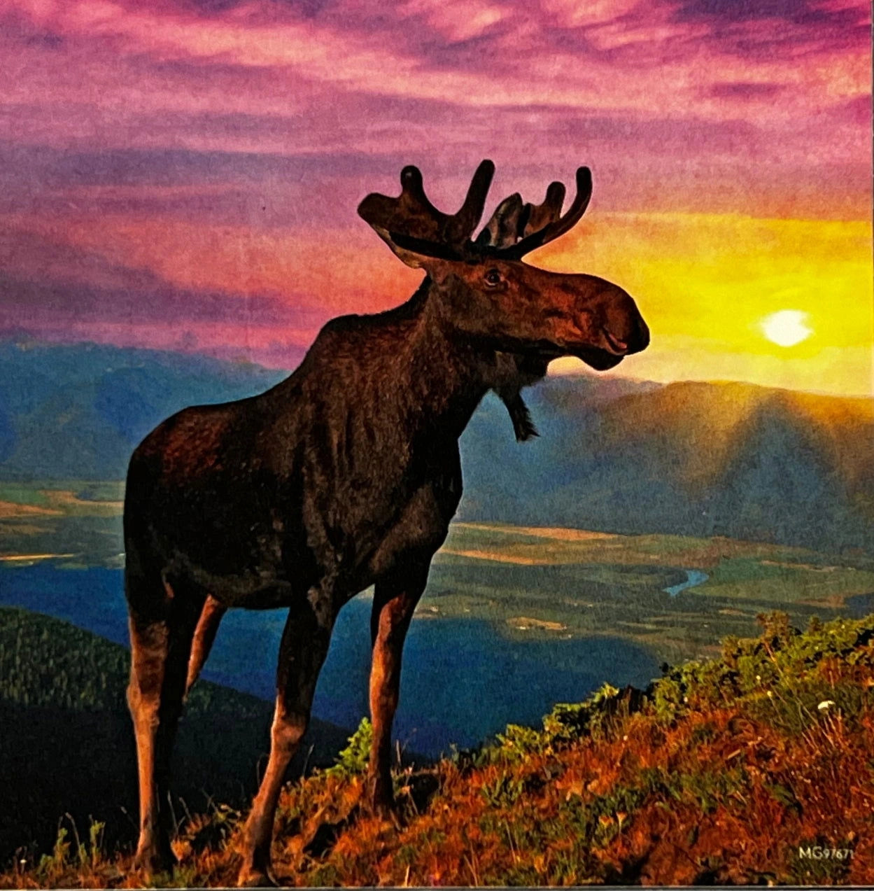 Feeling Free magnet with a moose standing on a hill at sunset.