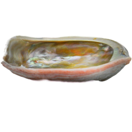 A small abalone shell with a smooth, iridescent interior displaying shades of blue, green, and purple. The exterior is rough and textured with a pale brown color.